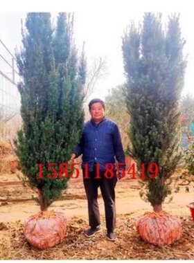 正宗曼地亚红豆杉大苗耐寒耐热庭院别墅花园四季常青好树形结果