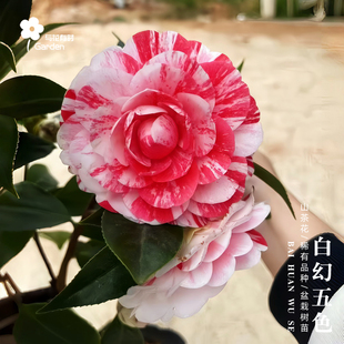 白幻五色赤丹红山茶花树苗盆栽