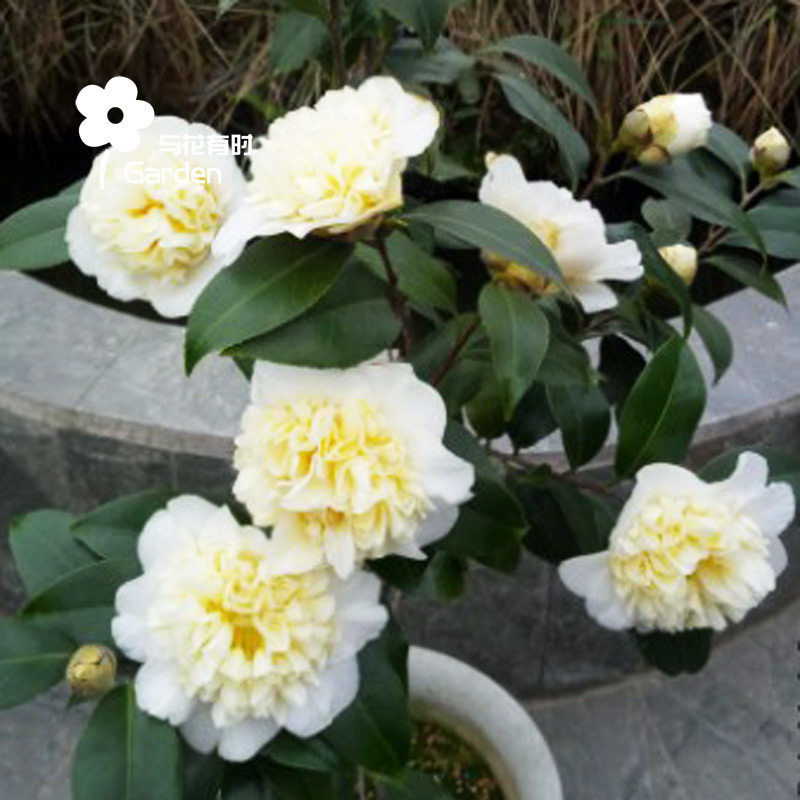 黄绣球 稀有山茶花盆栽扦插苗花卉绿植户外庭院园艺植物与花有时在类目 鲜花速递/花卉仿真/绿植园艺, 花卉/绿植盆栽（新）, 绿植中 - 来自Buy2taobao.com提供专业的淘宝代购服务