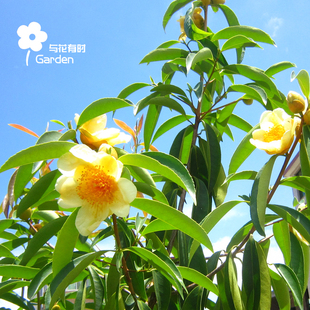 四季开名贵珍稀原生金花茶朵特级树大苗盆栽防城叶子庭院福建包邮