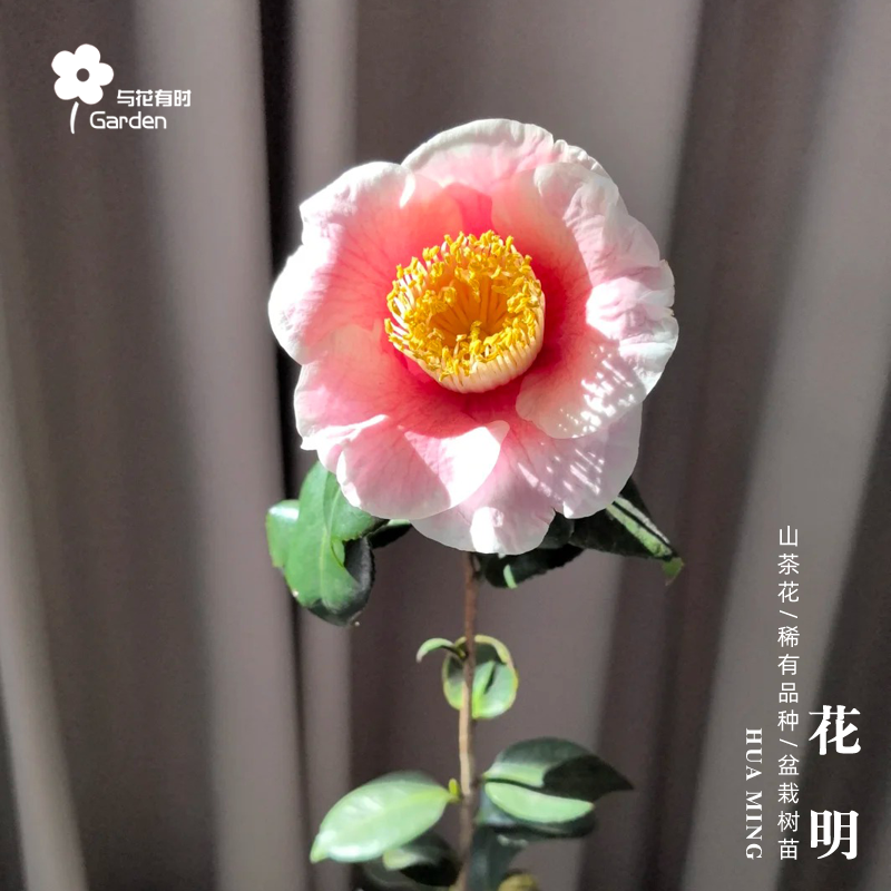 花明山茶花盆栽树苗日本粉色单瓣