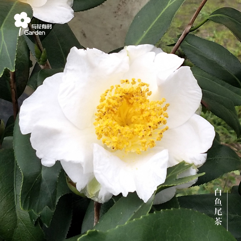 白鱼尾茶日本单瓣特别稀有山茶花树苗小盆栽四季常绿与花有时福建