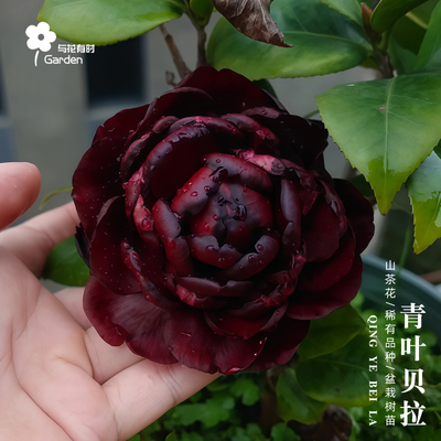 青叶黑贝拉山茶花树苗盆栽新品种