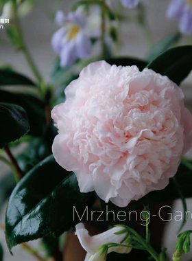 戴氏之歌粉嫩山茶花树苗阳台庭院