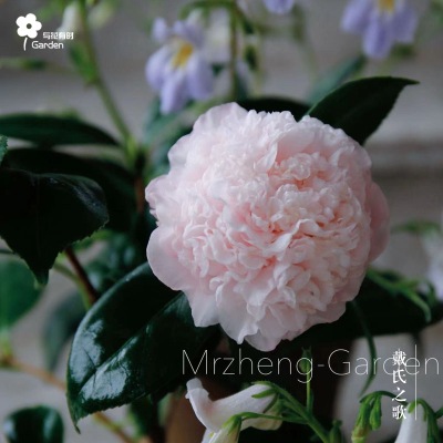 戴氏之歌粉嫩山茶花树苗阳台庭院