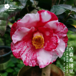 卢森希博里红山茶花树苗盆栽国外进口稀有名贵新品种红白色小苗
