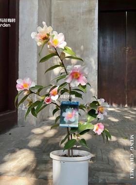 梦茶梅日系山茶花单瓣日本盆栽树苗小清新粉白色名贵稀有福建龙岩