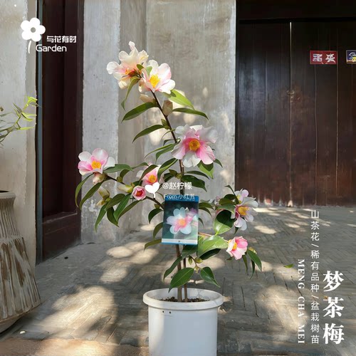 梦茶梅茶花日系单瓣户外阳台冬春