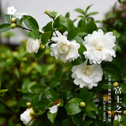 富士之峰山茶花树苗盆栽日本白色