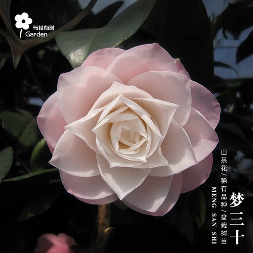 梦三十山茶花盆栽树苗原生小苗