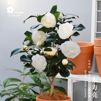 东方亮白色山茶花盆栽树苗阳台