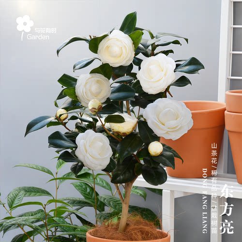 东方亮白色山茶花盆栽树苗阳台