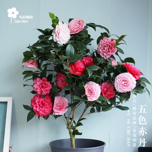 五色赤丹茶花白盆栽树苗带花苞名贵大型一树多色四季常绿植物阳台