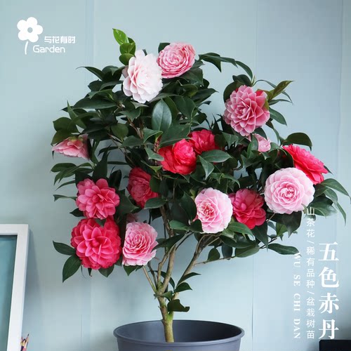 五色赤丹茶花名贵四季常绿植物