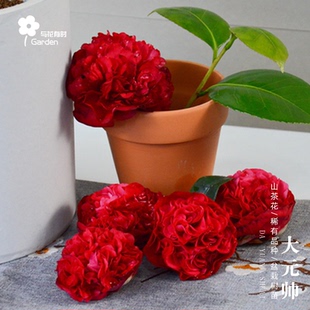 云斑大元帅山茶花盆栽树苗红色花卉净化空气趣味窗台格兰马歇尔