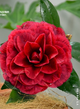 红叶贝拉大玫瑰山茶花树苗盆栽树苗黑紫红金华美女庭院窗台带花苞