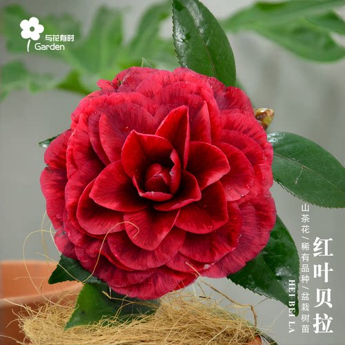 红叶贝拉大玫瑰山茶花树苗盆栽树苗黑紫红金华美女庭院窗台带花苞 - 封面