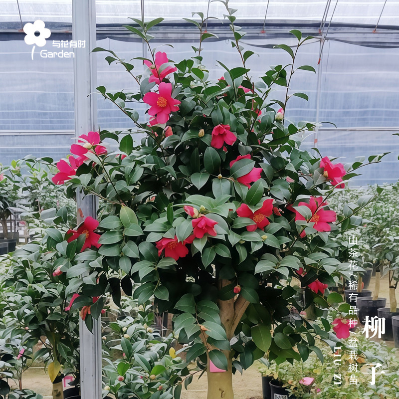 柳子茶梅红山茶花树苗盆栽艳红日本进口名贵香味花卉园艺阳台露台