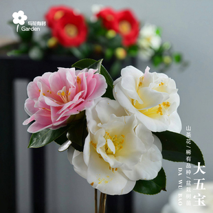 大五宝红山茶花树苗盆栽国内经典老品种一树多色阳台窗户花园庭院