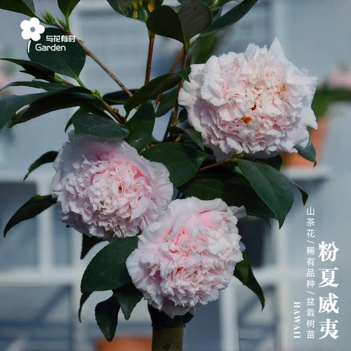 粉夏威夷红山茶花树苗盆栽