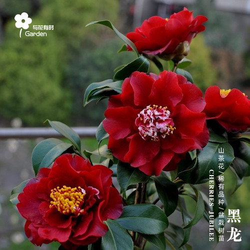 黑龙红山茶花树苗盆栽美国黑红色