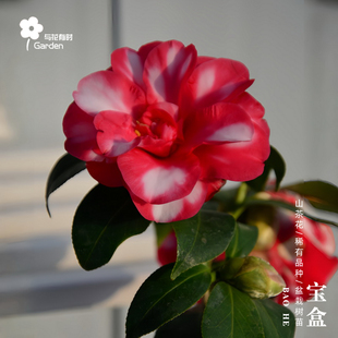 宝盒红山茶花树苗盆栽日本雪茶进口稀有名贵品种红紫常绿植物阳台