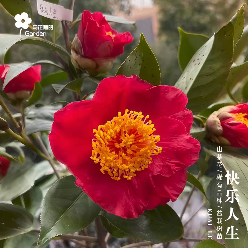 快乐人生茶花树苗盆栽欧美进口国外稀有新品种大红色巨型花半重瓣