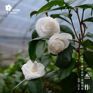 杰作红山茶花树苗盆栽美国白粉色重瓣大型花卉常绿植物园艺好养活