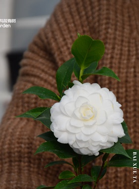 白雪塔白色香奈儿山茶花红色皇家天鹅绒花卉绿植盆栽大苗阳台户外