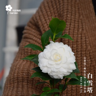 白雪塔白色香奈儿山茶花红色皇家天鹅绒花卉绿植盆栽大苗阳台户外