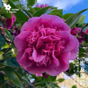 埃及艳后红山茶花树苗盆栽欧美进口中型花紫红赫琪丽夫人玛卡拉斯