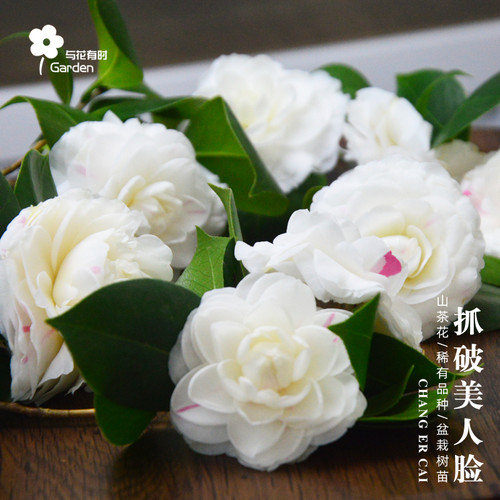 抓破美人脸白嫦娥彩红山茶花树苗