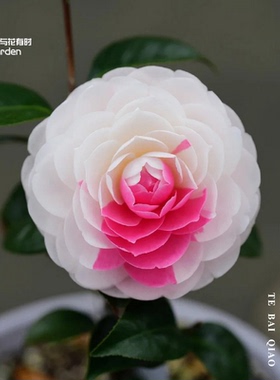 特白乔伊红山茶花树苗盆栽好养活易种植粉白色热卖新品种乔依阳台