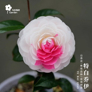 特白乔伊红山茶花树苗盆栽好养活易种植粉白色热卖新品种乔依阳台