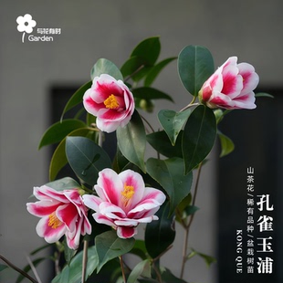 孔雀玉浦茶花树苗盆栽小苗日本日系进口稀有新品种红白半重瓣中型