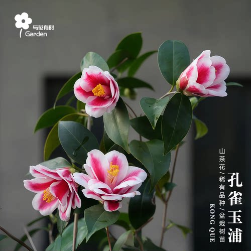 孔雀玉浦日本红白色茶花树苗盆栽