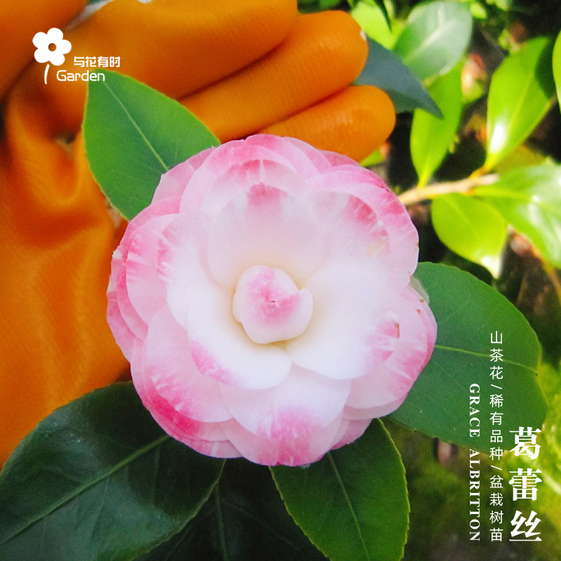 葛蕾丝六角奥伯顿粉红色山茶花盆栽大苗稀有品种趣味净化空气阳台