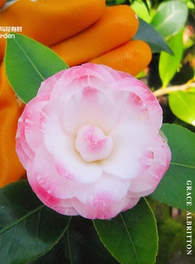 葛蕾丝六角奥伯顿粉红色山茶花盆栽大苗稀有品种趣味净化空气阳台