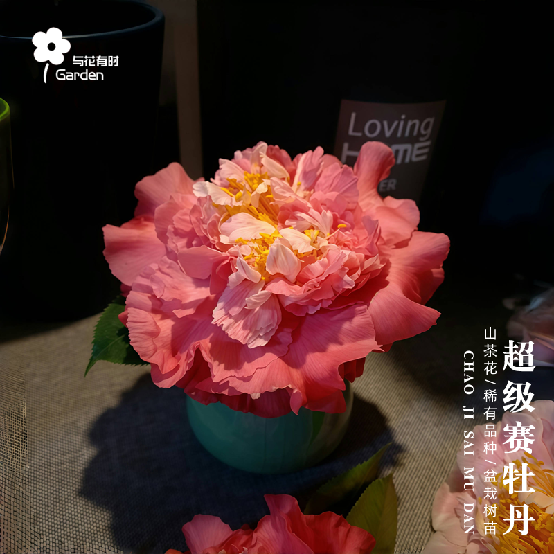 超级赛牡丹山茶花盆栽树苗红色欧美巨型花托桂型阳台户外常绿植物