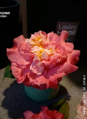 超级赛牡丹欧美红色山茶花盆栽树