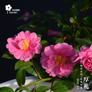 厚礼茶梅山茶花盆栽树苗原生小苗庭院户外日本粉红色花园带香味