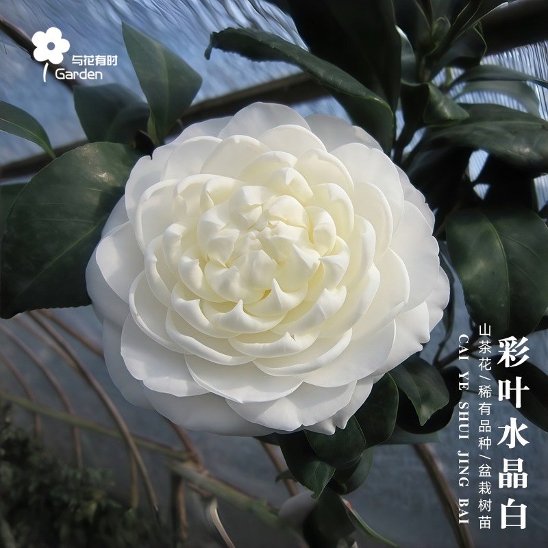 彩叶水晶白山茶花树苗盆栽与花有时盆景耐寒易活庭院室外好养的,鲜花速递/花卉仿真/绿植园艺,时令草本花卉,淘宝优惠券,粉丝福利购,淘宝优惠卷