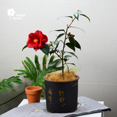 香奈儿红山茶花皇家天鹅绒盆栽小树苗稀有名贵品种福建龙岩高级感