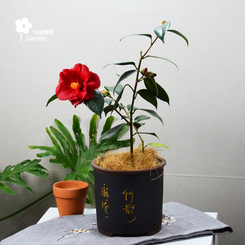 皇家天鹅绒山茶花香奈儿红色盆栽