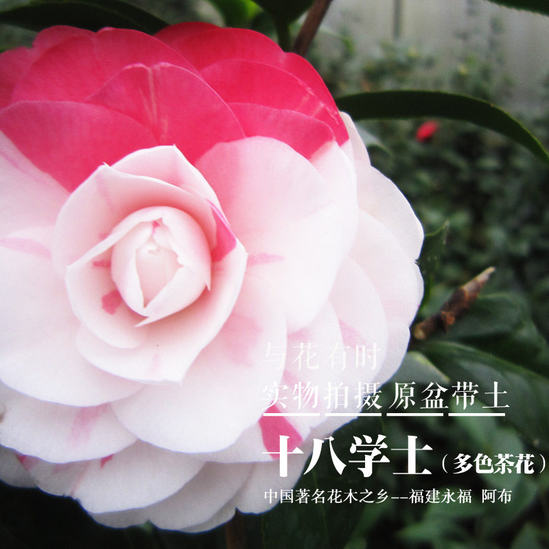十八学士白红粉山茶花苗茶花盆栽花卉国内经典品种包邮植物阿布在类目 鲜花速递/花卉仿真/绿植园艺, 花卉/绿植盆栽（新）, 绿植中 - 来自Buy2taobao.com提供专业的淘宝代购服务