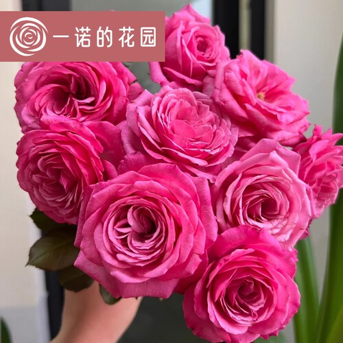 桃灼蓝天月季花苗开花玫瑰四季盆栽花卉爬藤植物藤本蔷薇树苗绿植