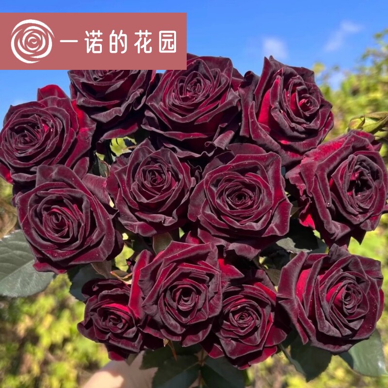 黑巴克月季花苗开花玫瑰小苗四季盆栽花卉爬藤植物藤本蔷薇树绿植
