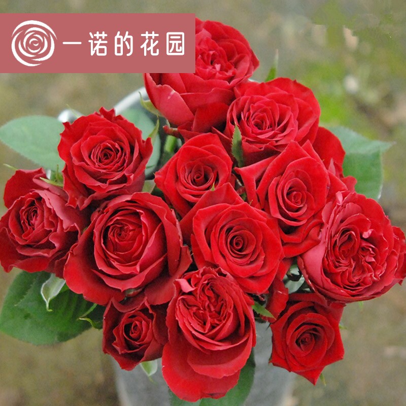 卡罗拉  月季花苗开花玫瑰小苗四季盆栽花卉爬藤植物藤本树苗绿植