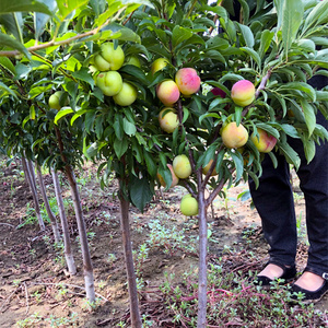 庭院植物蜂糖李子树四季西梅矮化果树地栽水果苗恐龙蛋南北方种植