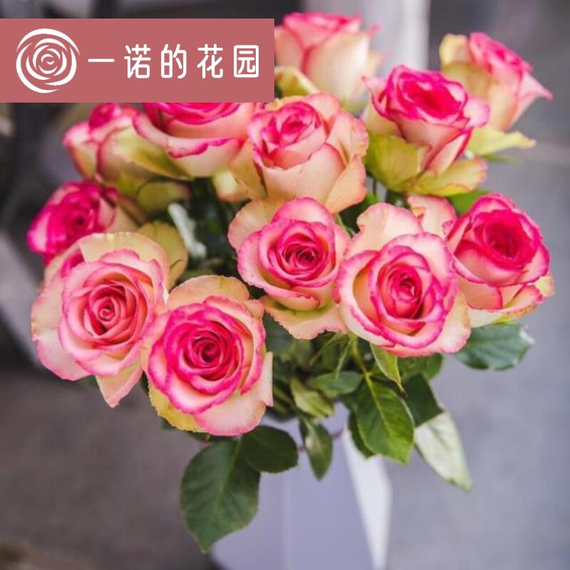 梦露月季花苗开花玫瑰小苗四季盆栽花卉爬藤植物藤本蔷薇树苗绿植